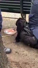 شاهد ما فعلته الشرطة الألمانية بمتظاهر بصق على صورة بشار الأسد