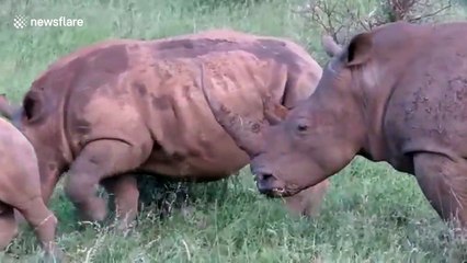 Cute rhino calf playing with his herd at picnic area in South Africa