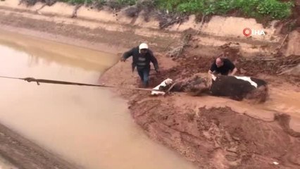 Nusaybin'de Mahsur Kalan İneği İtfaiye Ekipleri Kurtardı