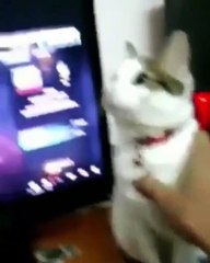 Funny pets funny cats videos