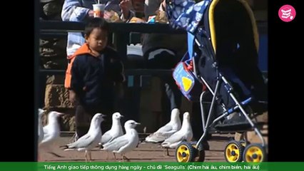 Tiếng Anh giao tiếp thông dụng hàng ngày - chủ đề 'Seagulls' (Chim hải âu, chim biển, hải âu)