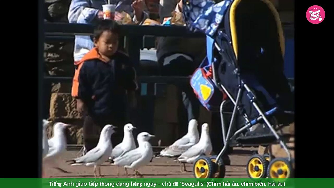 Tiếng Anh giao tiếp thông dụng hàng ngày - chủ đề 'Seagulls' (Chim hải âu, chim biển, hải âu)