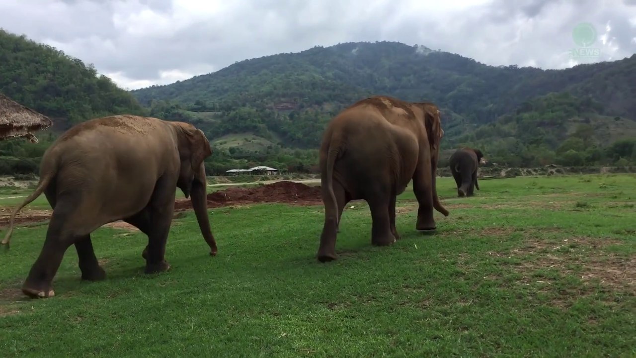 Jogging avec un éléphant
