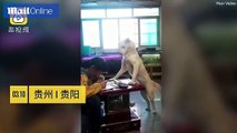 بأمر من الأب.. فيديو طريف لكلبة تراقب طفلة أثناء أدائها واجبات المدرسة