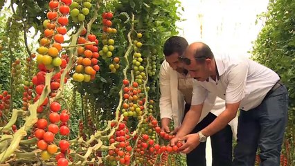 المغرب.. قصة نجاح لمبادرة مشروع "أجيدا" الزراعي الصحراوي