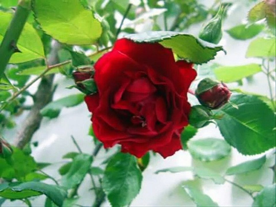 Gérard Lenorman - On a volé la rose