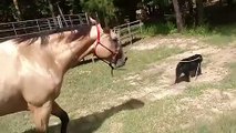 Ce chien emmène un cheval en balade par la laisse !