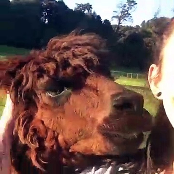 Quand les animaux deviennent bizarre... Compilation !
