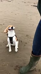 La tête de ce chien face au vent ! LOL