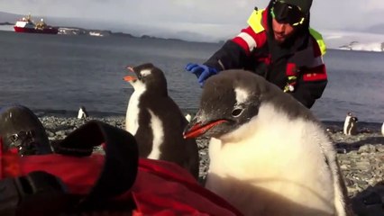 Un bébé pingouin pas très timide grimpe sur un homme