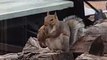 Un écureuil mange un oiseau... Bizarre