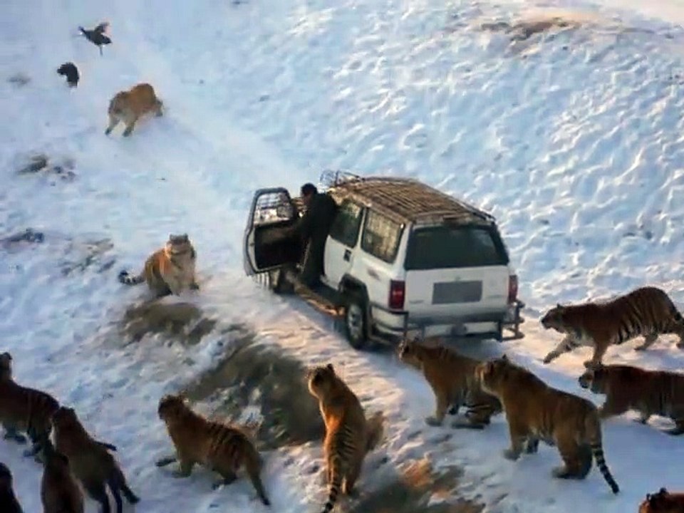 Voilà comment on nourrit les tigres dans ce parc animalier - Harbin Tiger Park