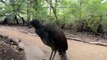 Le chant de cet oiseau est magnifique et incroyable : Lyrebird