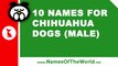 10 chihuahua male dog names - the best pet names - www.namesoftheworld.net