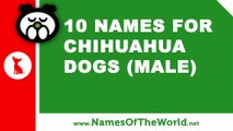 10 chihuahua male dog names - the best pet names - www.namesoftheworld.net