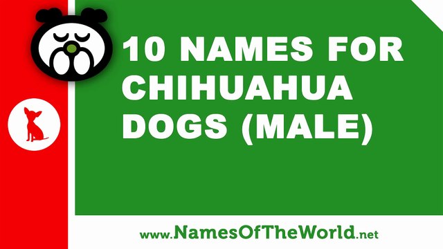 10 chihuahua male dog names - the best pet names - namesoftheworld.net