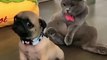 Funny dog and cat videos - top funniest pets