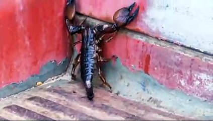 Deadly Creatures - Tras las escenas