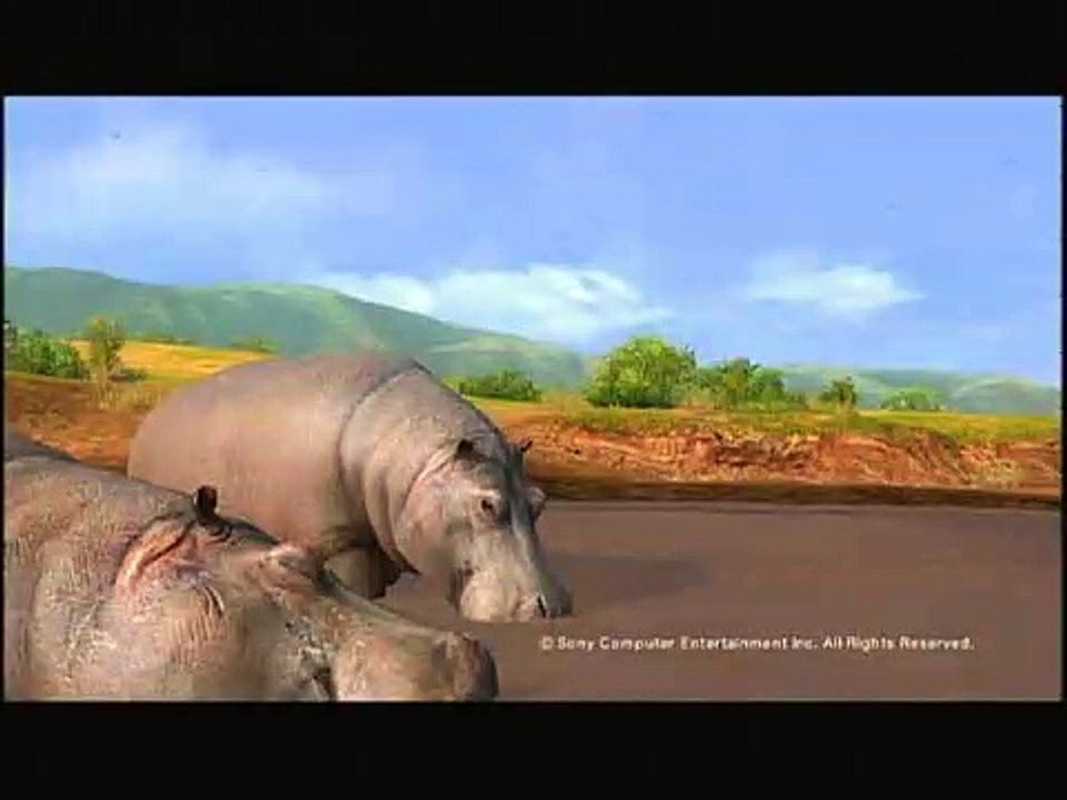 Afrika - Hipopótamos