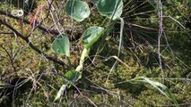 Is German agriculture destroying the Baltic Sea's peat bogs? | DW Documentary