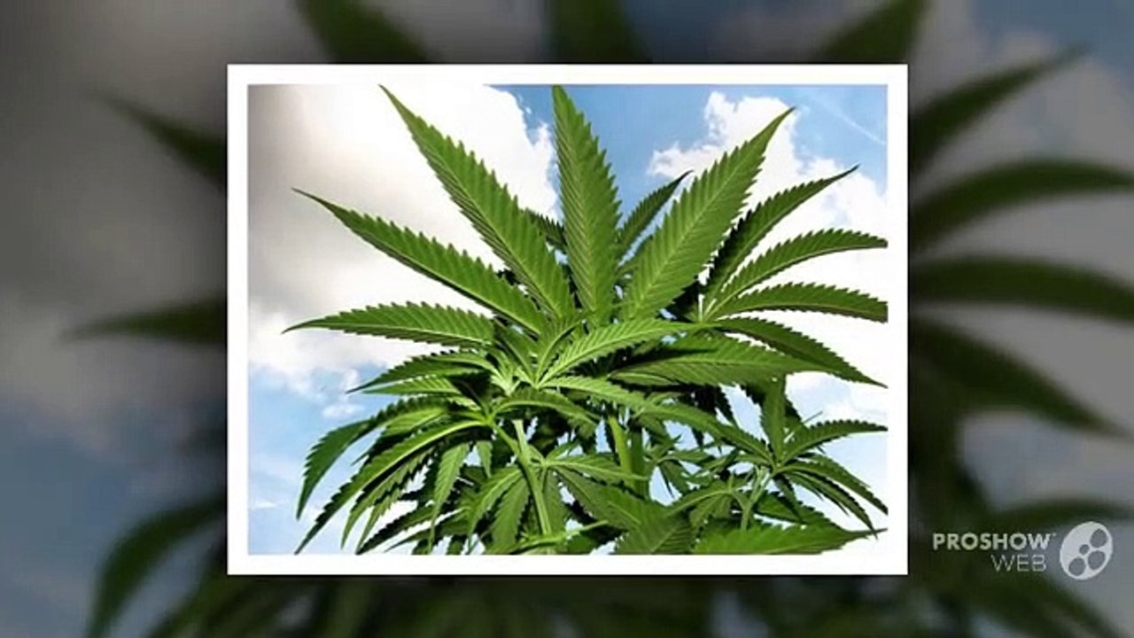 Customized Training Opportunities for Cannabis Entrepreneurs