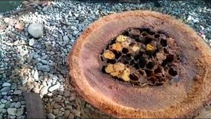 PROSES BUDIDAYA LEBAH MADU DARI ALAM