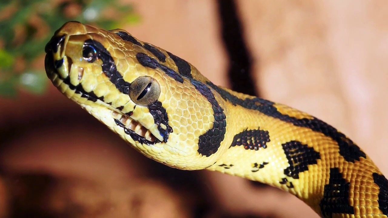 Dreaming Of Snakes Everywhere - Dream Interpretation & Meaning