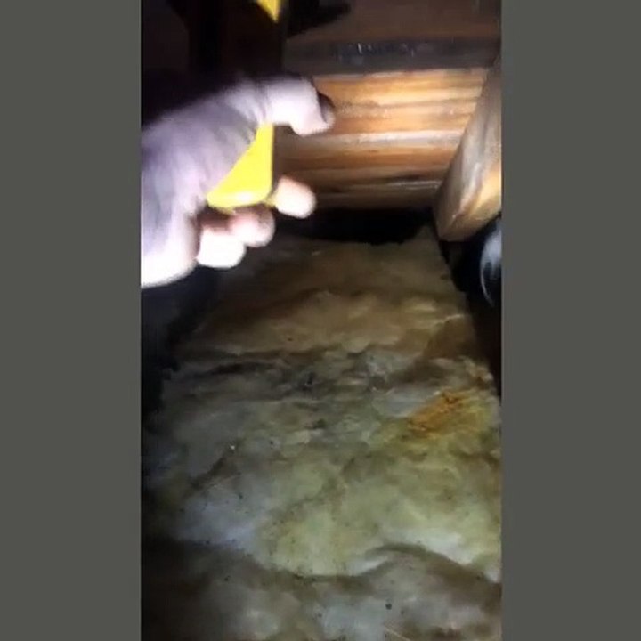 Attic Inspection