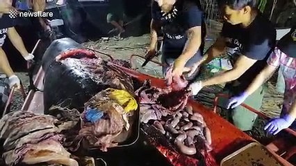 Dead Philippines whale had 40kg of plastic in stomach