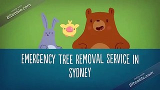 Emergency Tree Removal Service | The Tree Doctor
