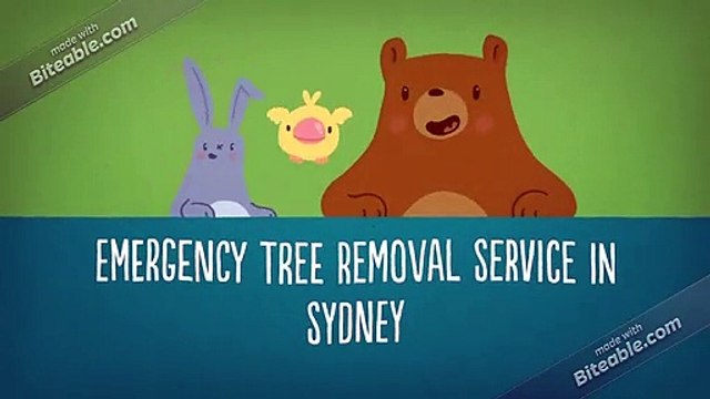 Emergency Tree Removal Service | The Tree Doctor