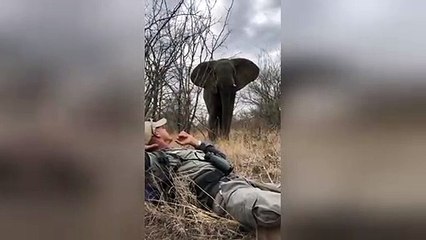 Man has incredible encounter with wild bull elephant on foot