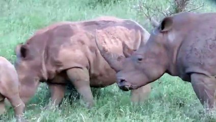 Cute rhino calf playing with his herd at picnic area in South Africa
