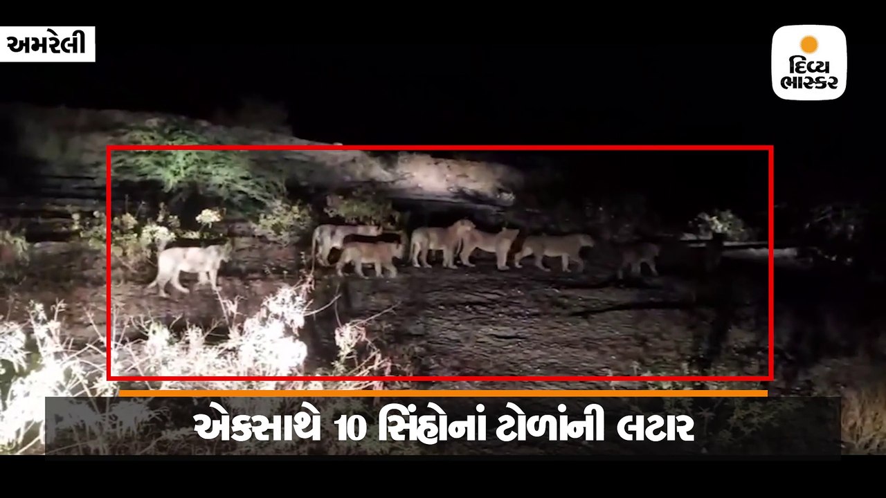 અમરેલીમાં વહેલી સવારે 10 સાવજોની સહેલગાહ જોવા મ...