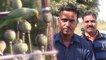 नशेड़ी तोते: अफीम के नशे की लग गई लत, किसानों के सारे जुगाड़ हो रहे फेल, देखें Video