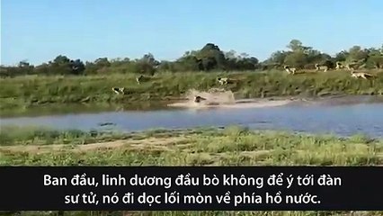 linh-duong-dau-bo-phi-than-qua-dau-su-tu-tron-thoat-ngoan-muc