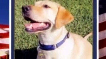 Dog Whisperer S04E10 ATF K-9 Gavin