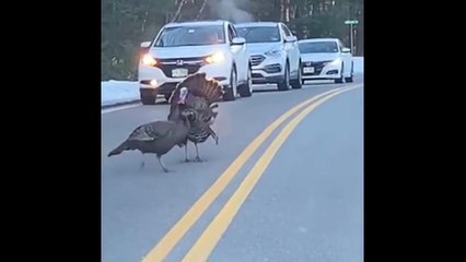 مشهد يذيب القلوب لديك رومي يحمي عائلته ويقف على تأمين عبورها بسلام ❤