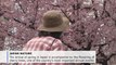Predicting the arrival of cherry blossoms challenges Japanese meteorologists