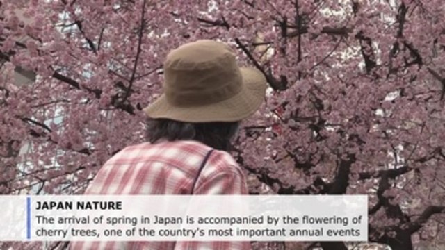 Predicting the arrival of cherry blossoms challenges Japanese meteorologists