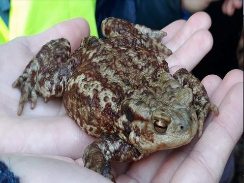 sauvons les crapauds