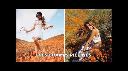 Download Video: Pour la photo parfaite, ces visiteurs ont piétiné des champs de coquelicots