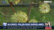 Avec l'arrivée du printemps, les allergies reviennent : un site recense la présence de pollen