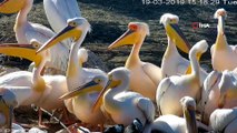Ak pelikanlar Amasya’ya yine erken geldi... Eşsiz manzara havadan görüntülendi