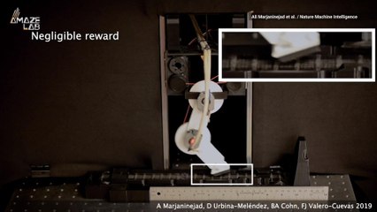 A Robot Leg Taught Itself How to Walk Without Any Programming