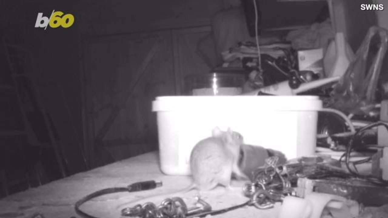 Mysterious Housekeeping Ghost Turns Out to Be Mighty Mouse Maid