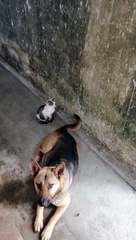 Un chien frappe un chaton avec sa queue