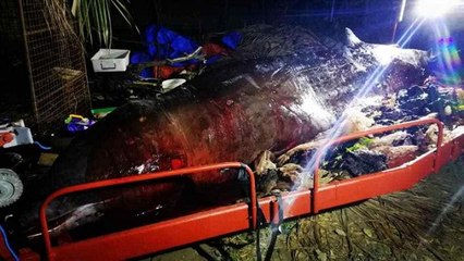 "Soha még ennyi műanyagot nem láttam bálnában" - mondta a biológus a boncolás után