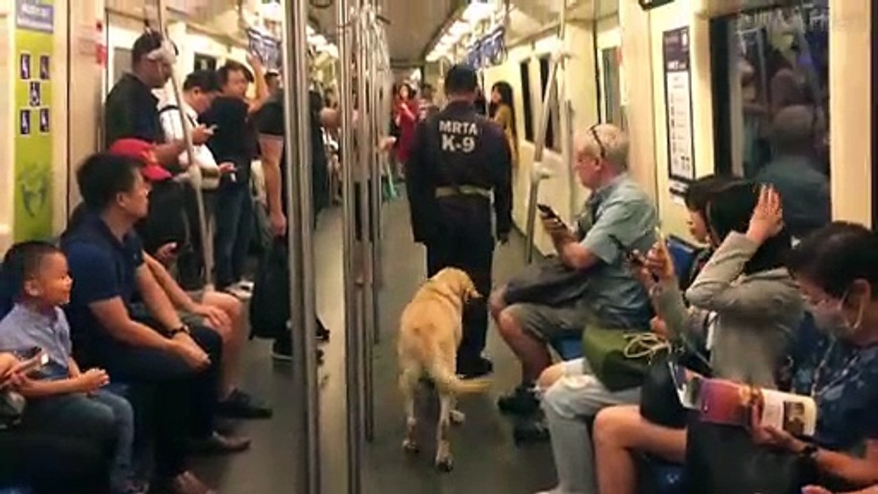 Police Sniffer Dog Relaxes On Subway Train
