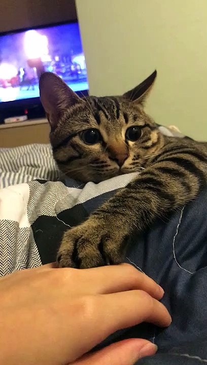 Playing with Paws